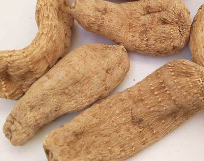 乌天麻种植：新时代中药产业的绿色崛起