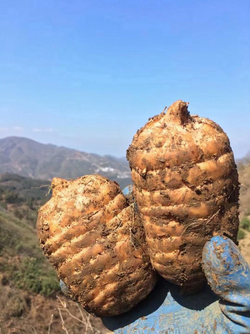彝良小草坝天麻：大自然的馈赠