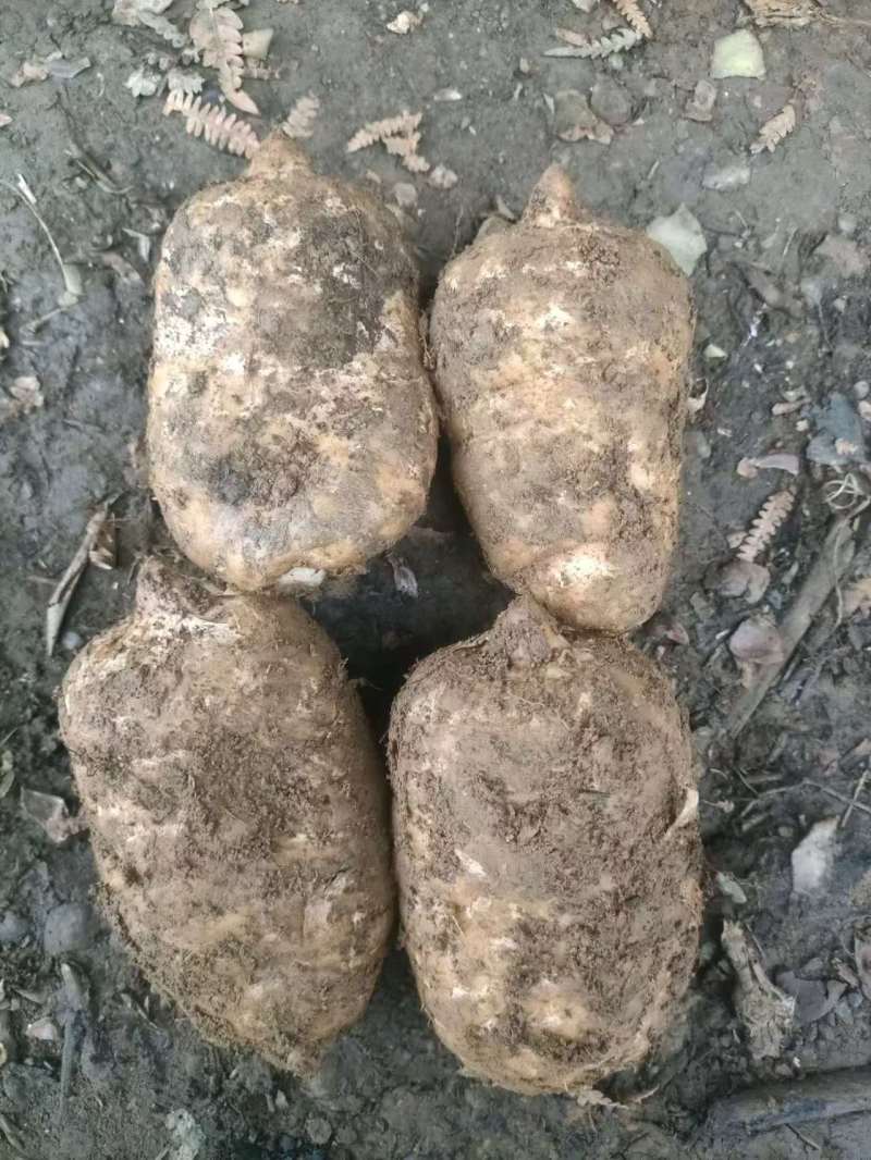 彝良小草坝天麻：守护一方净土的地道药材